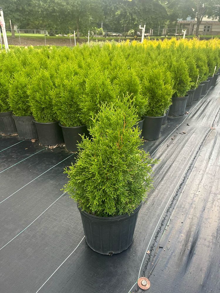 thuja-occidentalis-smaragd-arborvitae-emerald-green-false-white-cedar