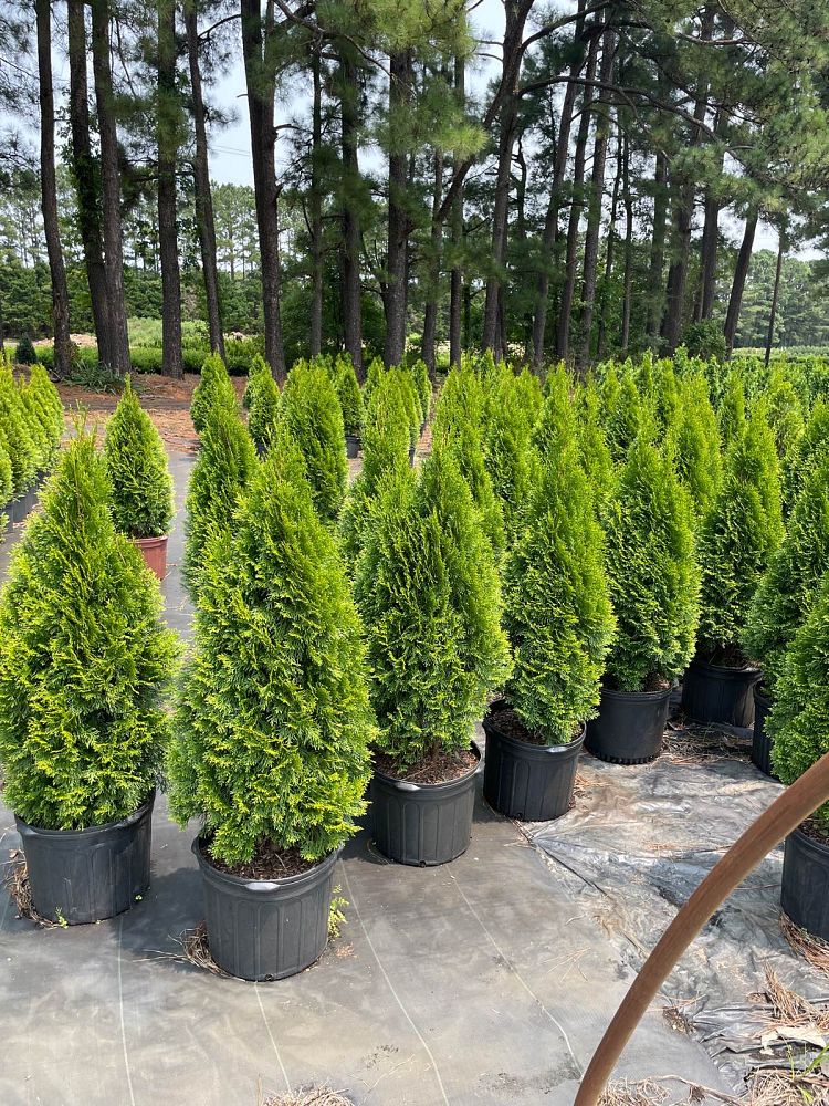 thuja-occidentalis-smaragd-arborvitae-emerald-green-false-white-cedar