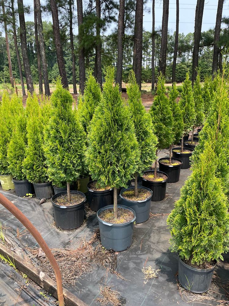 thuja-occidentalis-smaragd-arborvitae-emerald-green-false-white-cedar