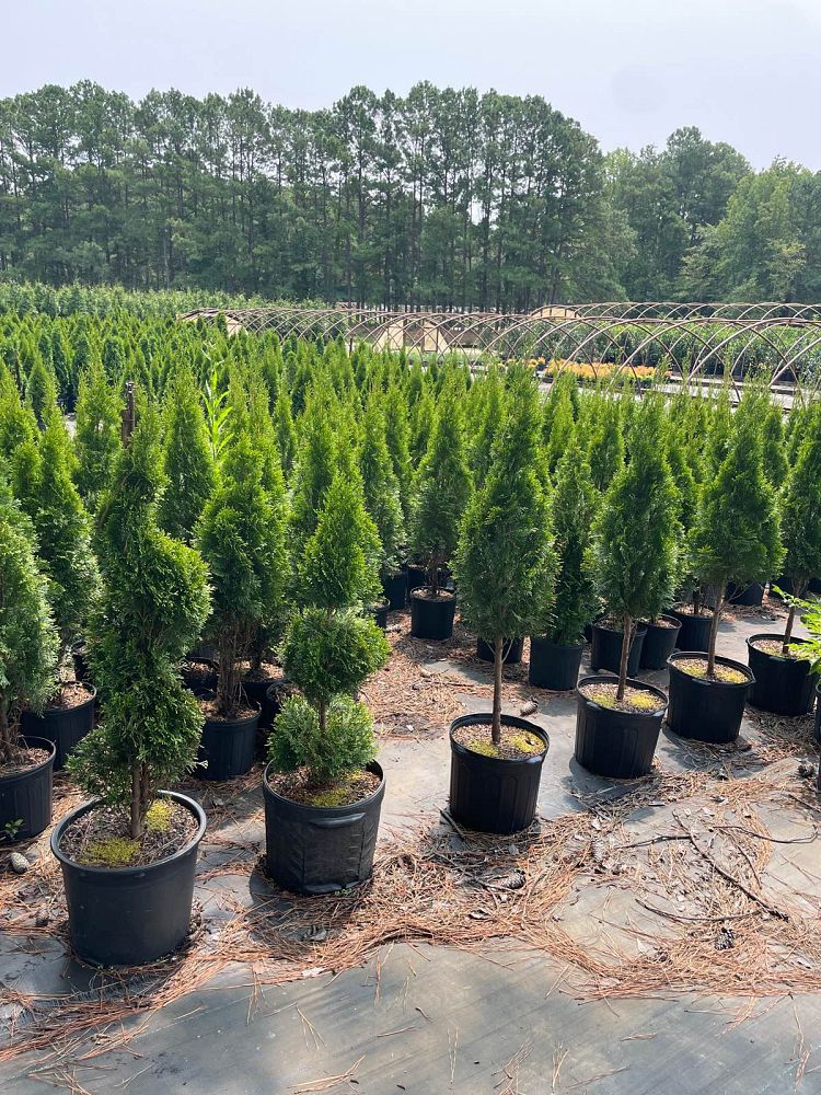 thuja-occidentalis-smaragd-arborvitae-emerald-green-false-white-cedar