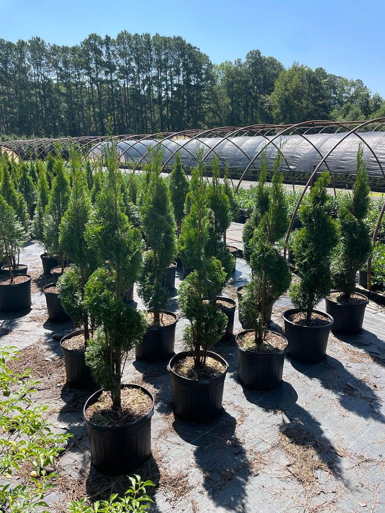 thuja-occidentalis-smaragd-arborvitae-emerald-green-false-white-cedar