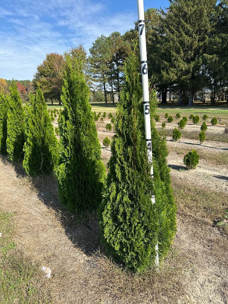 thuja-occidentalis-smaragd-arborvitae-emerald-green-false-white-cedar