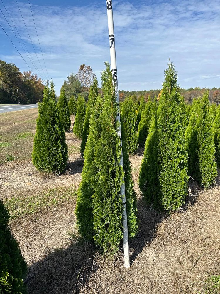 thuja-occidentalis-smaragd-arborvitae-emerald-green-false-white-cedar