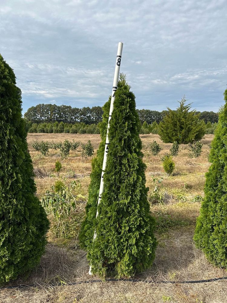 thuja-occidentalis-smaragd-arborvitae-emerald-green-false-white-cedar