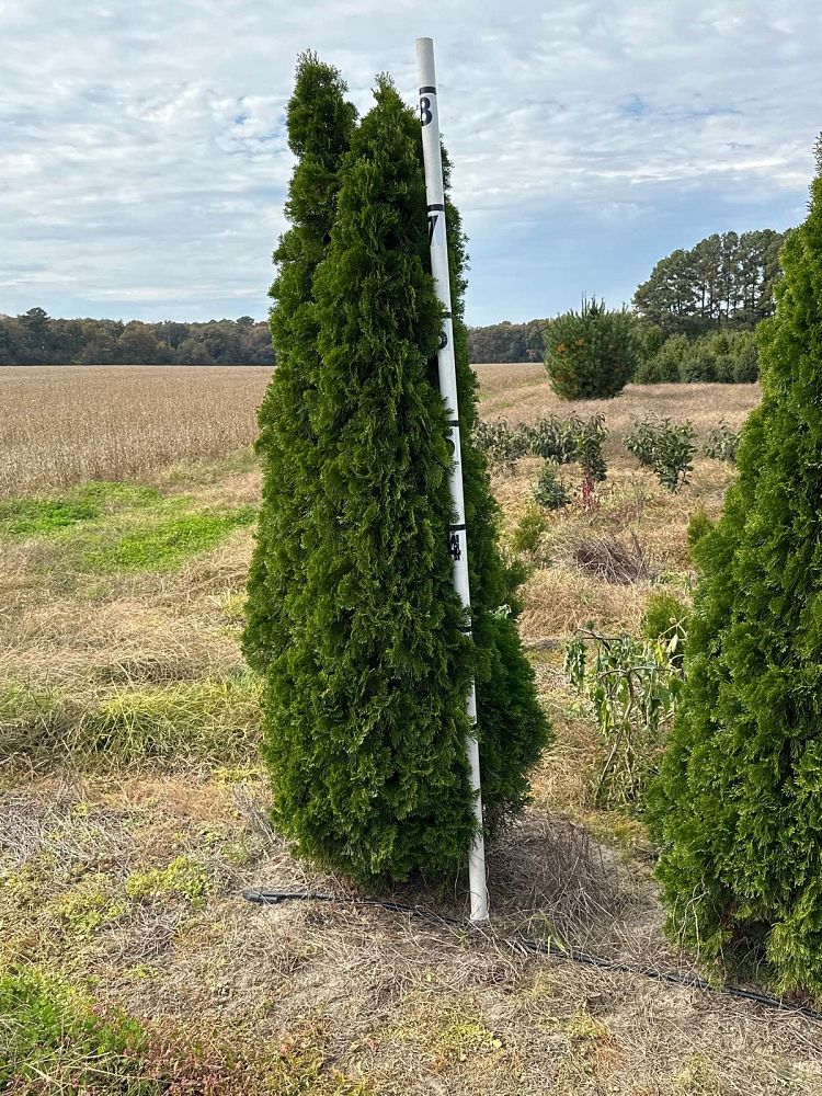thuja-occidentalis-smaragd-arborvitae-emerald-green-false-white-cedar