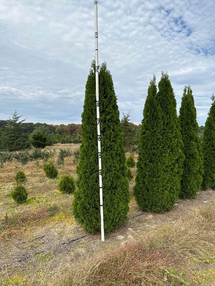 thuja-occidentalis-smaragd-arborvitae-emerald-green-false-white-cedar