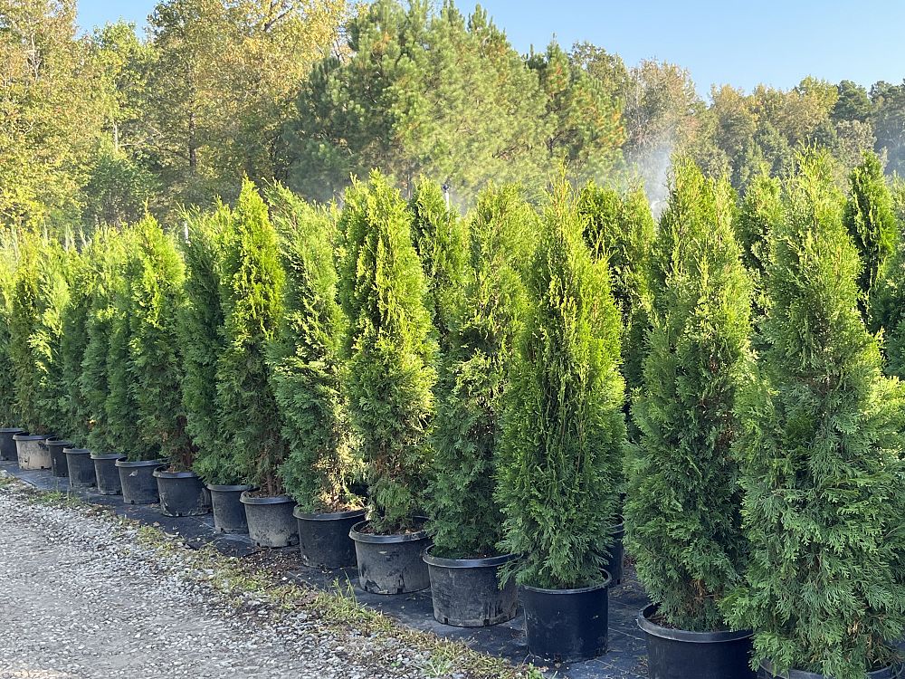 thuja-occidentalis-smaragd-arborvitae-emerald-green-false-white-cedar