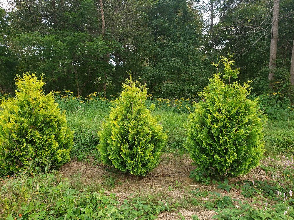 thuja-occidentalis-smaragd-arborvitae-emerald-green-false-white-cedar