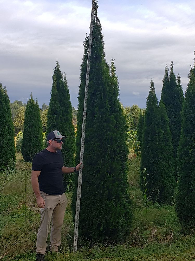 thuja-occidentalis-smaragd-arborvitae-emerald-green-false-white-cedar