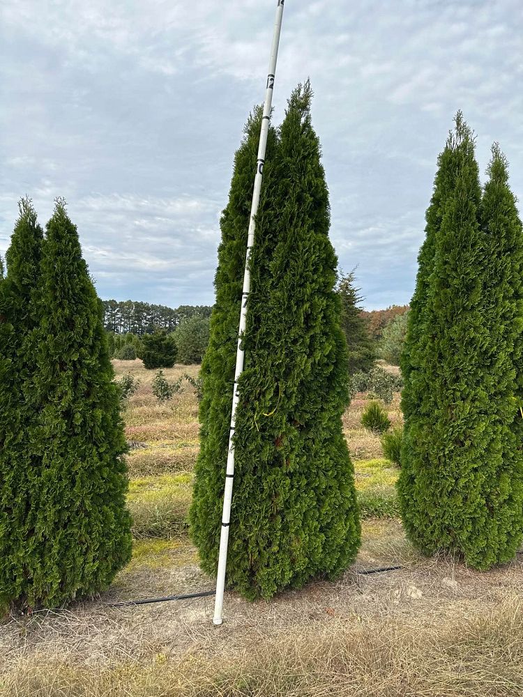 thuja-occidentalis-smaragd-arborvitae-emerald-green-false-white-cedar