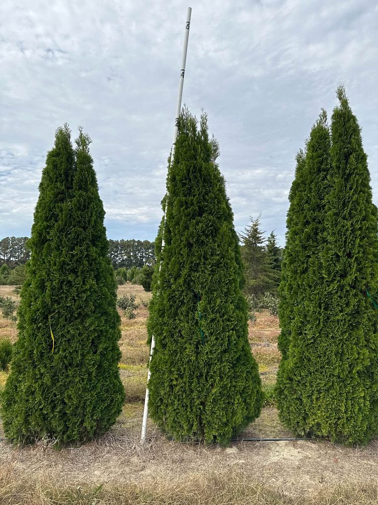 thuja-occidentalis-smaragd-arborvitae-emerald-green-false-white-cedar