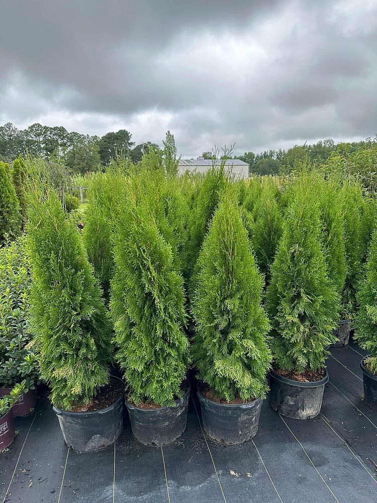 thuja-occidentalis-smaragd-arborvitae-emerald-green-false-white-cedar