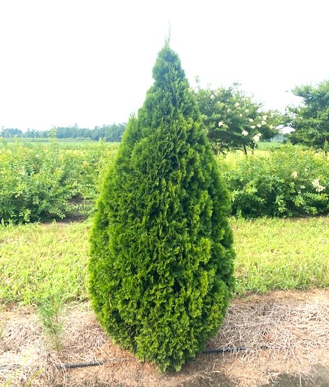 thuja-occidentalis-smaragd-arborvitae-emerald-green-false-white-cedar