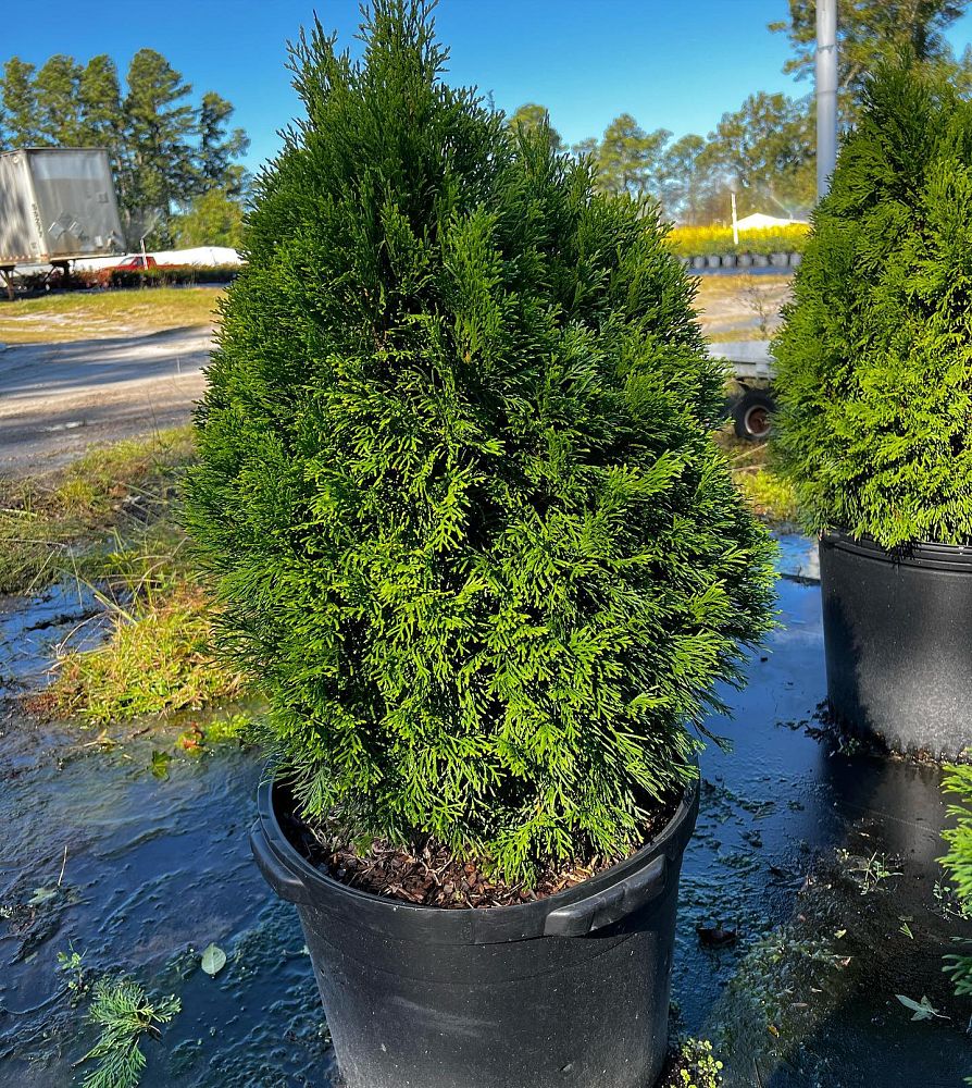 thuja-occidentalis-smaragd-arborvitae-emerald-green-false-white-cedar