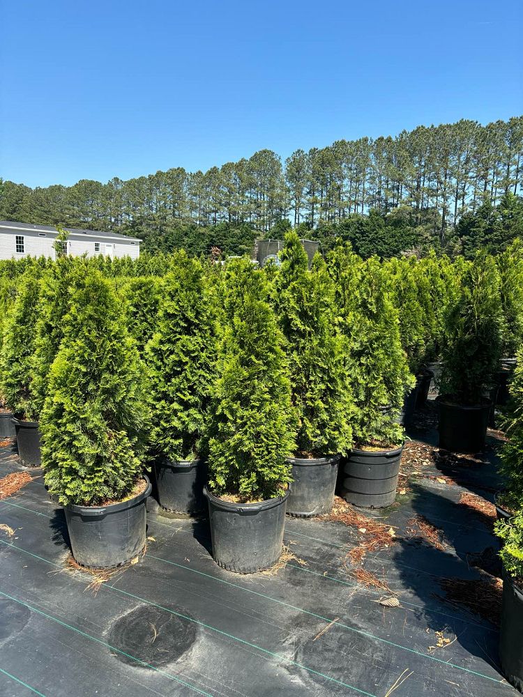 thuja-occidentalis-smaragd-arborvitae-emerald-green-false-white-cedar