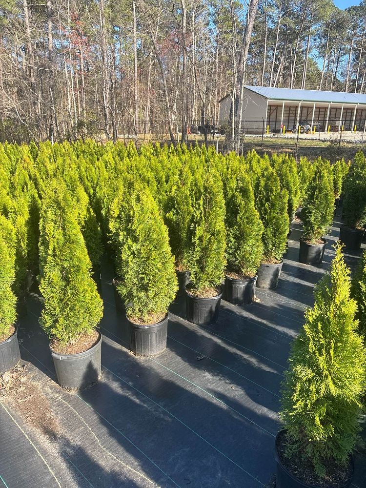 thuja-occidentalis-smaragd-arborvitae-emerald-green-false-white-cedar
