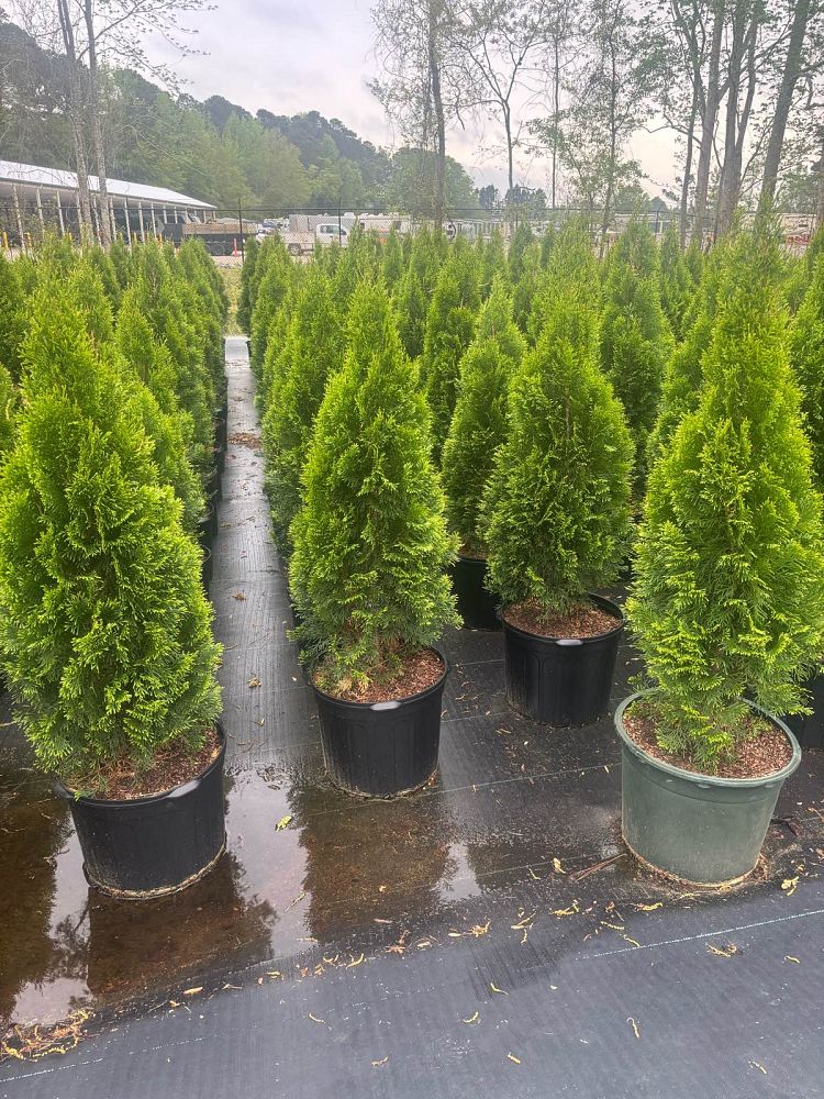thuja-occidentalis-smaragd-arborvitae-emerald-green-false-white-cedar