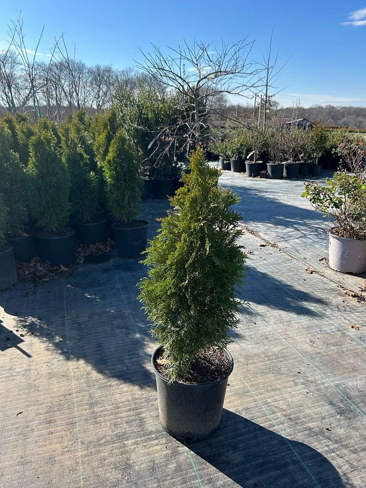 thuja-occidentalis-smaragd-arborvitae-emerald-green-false-white-cedar