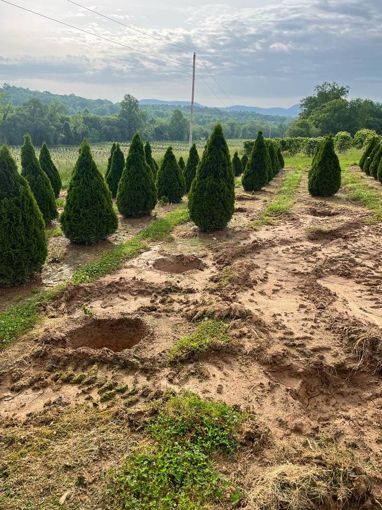 thuja-occidentalis-smaragd-arborvitae-emerald-green-false-white-cedar