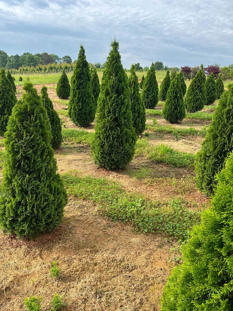 thuja-occidentalis-smaragd-arborvitae-emerald-green-false-white-cedar