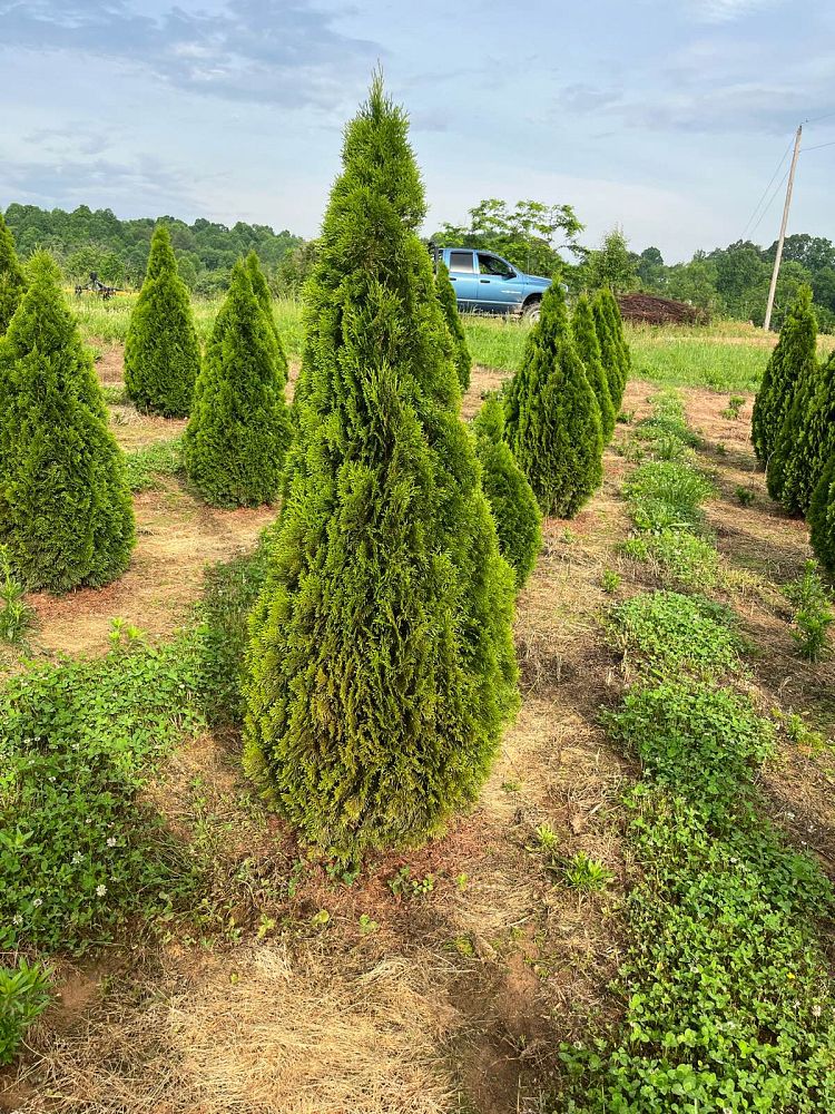 thuja-occidentalis-smaragd-arborvitae-emerald-green-false-white-cedar