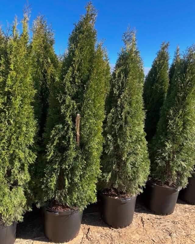 thuja-occidentalis-smaragd-arborvitae-emerald-green-false-white-cedar