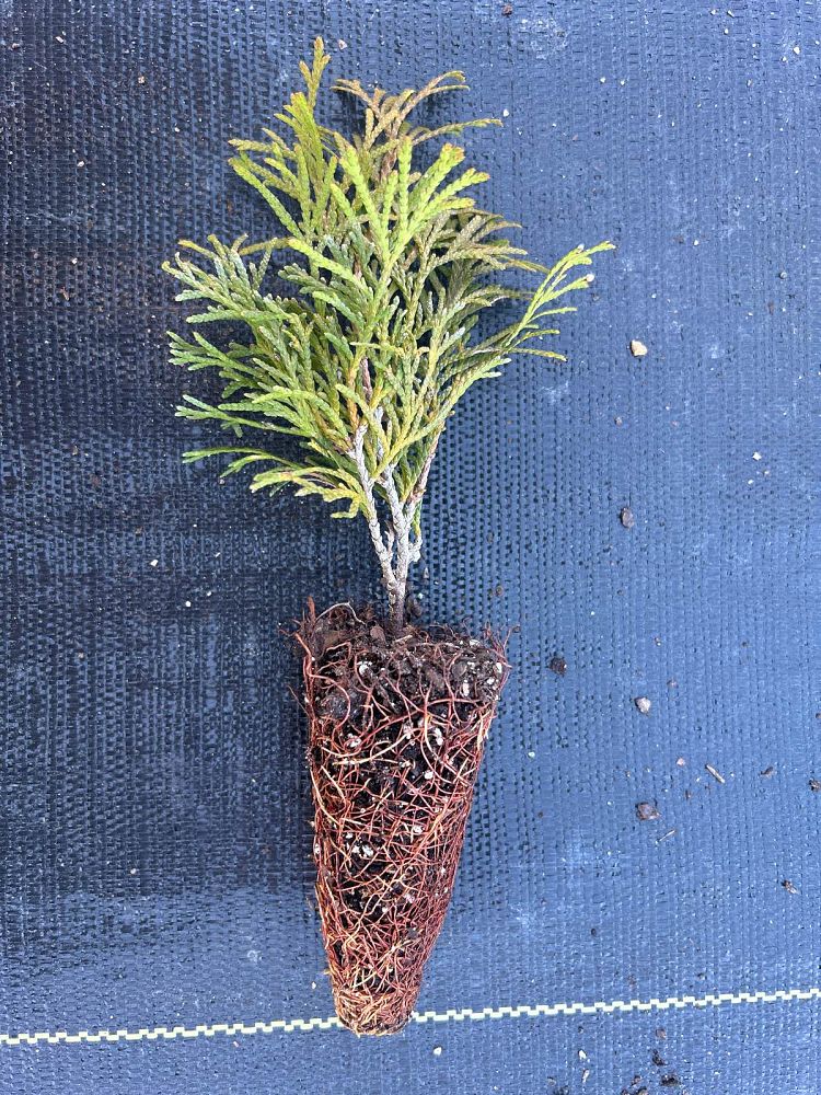 thuja-occidentalis-smaragd-arborvitae-emerald-green-false-white-cedar
