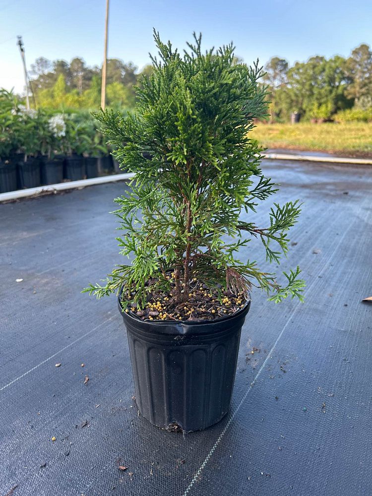 thuja-occidentalis-smaragd-arborvitae-emerald-green-false-white-cedar