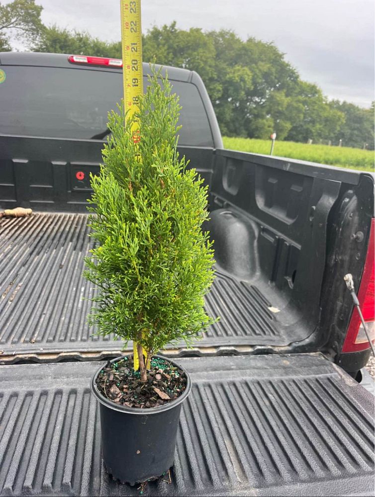 thuja-occidentalis-smaragd-arborvitae-emerald-green-false-white-cedar