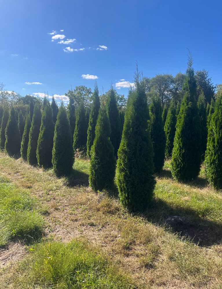 thuja-occidentalis-smaragd-arborvitae-emerald-green-false-white-cedar