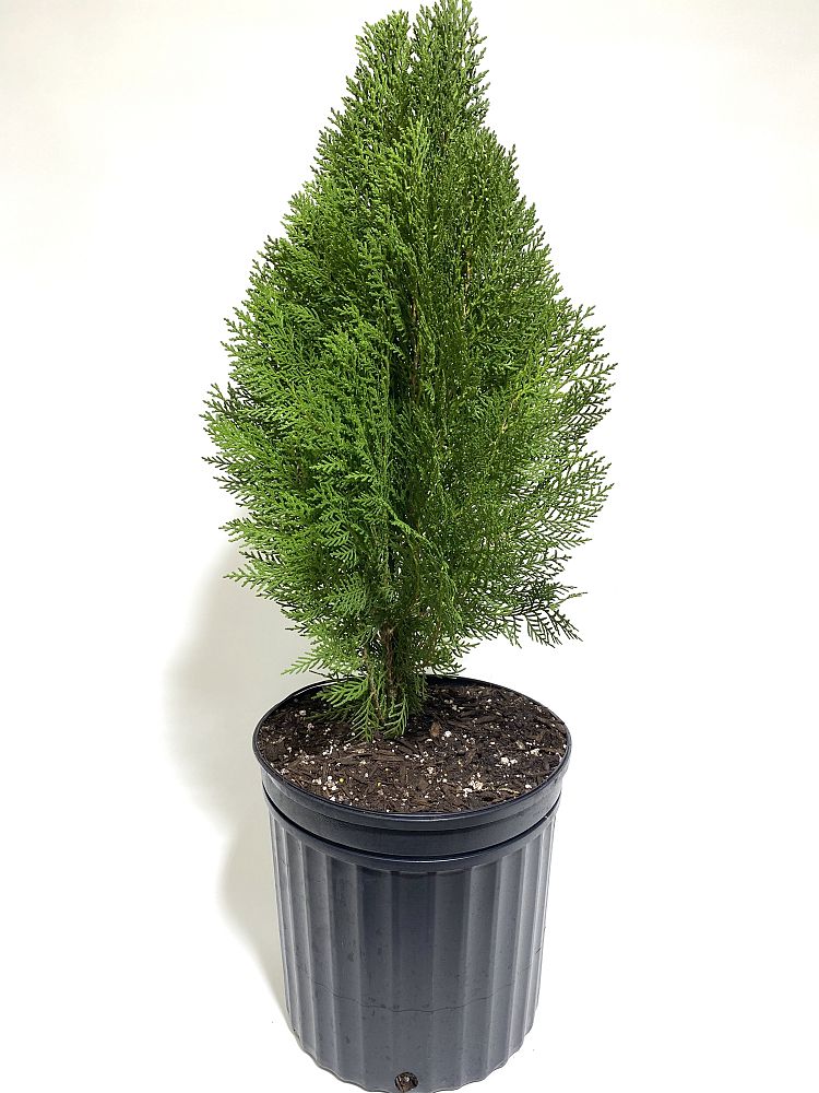 thuja-occidentalis-smaragd-topiary-arborvitae-emerald-green-false-white-cedar