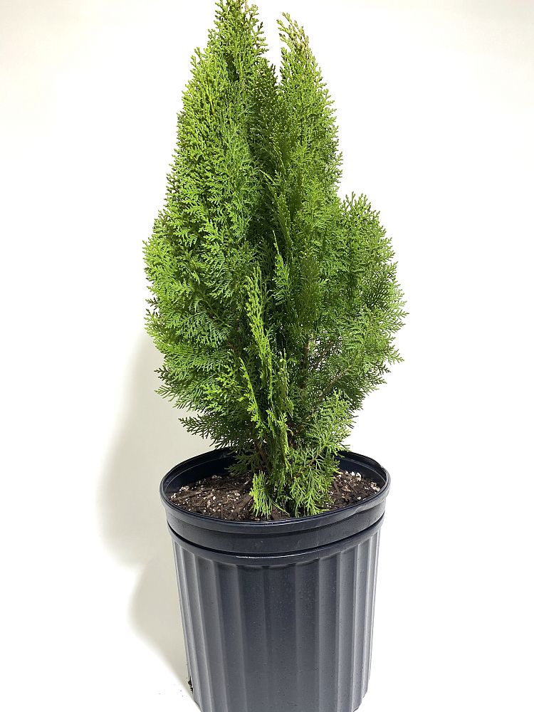 thuja-occidentalis-smaragd-topiary-arborvitae-emerald-green-false-white-cedar