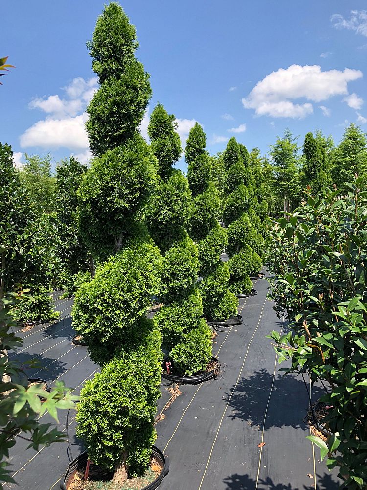 Panther Creek Nursery | plantANT.com