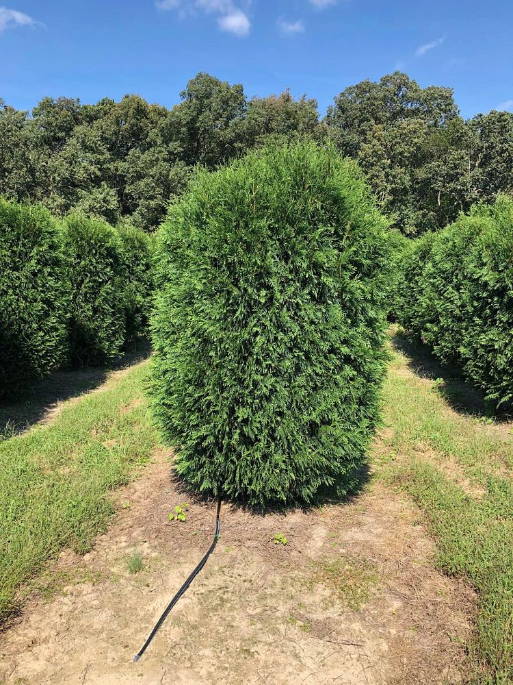 thuja-occidentalis-techny-arborvitae-false-white-cedar