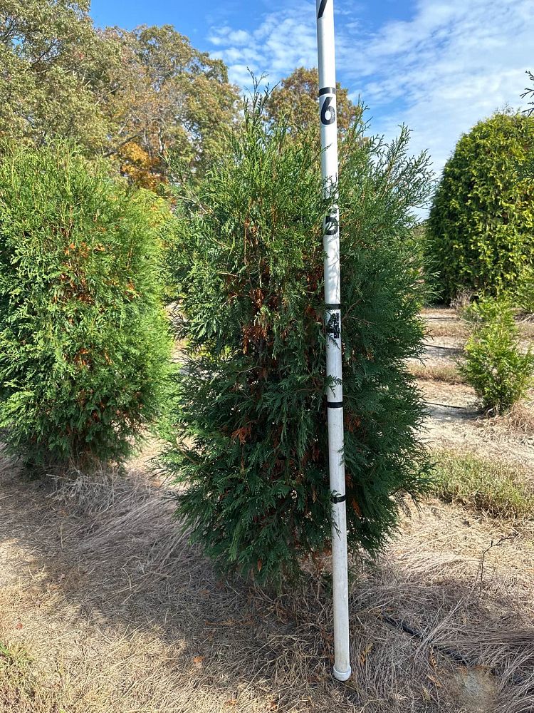 thuja-occidentalis-techny-arborvitae-false-white-cedar