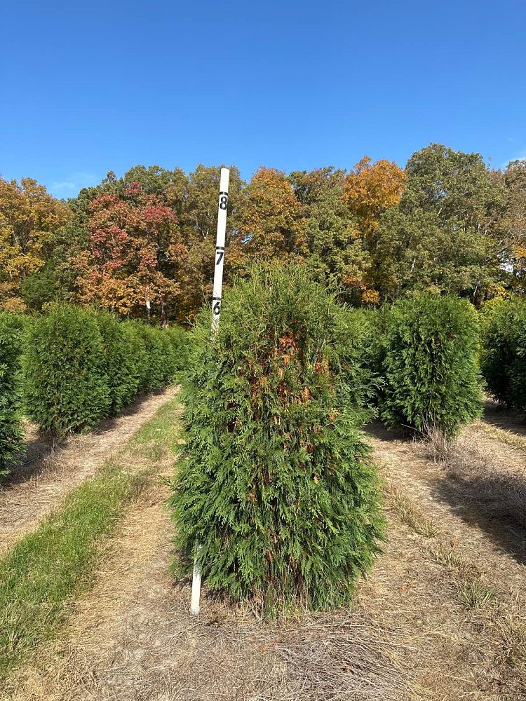 thuja-occidentalis-techny-arborvitae-false-white-cedar