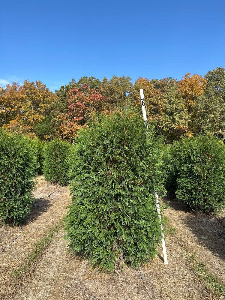thuja-occidentalis-techny-arborvitae-false-white-cedar