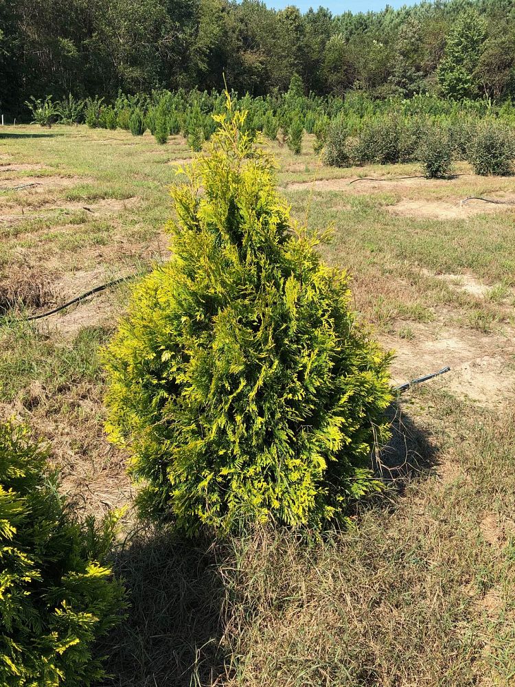 thuja-occidentalis-yellow-ribbon-arborvitae-false-white-cedar