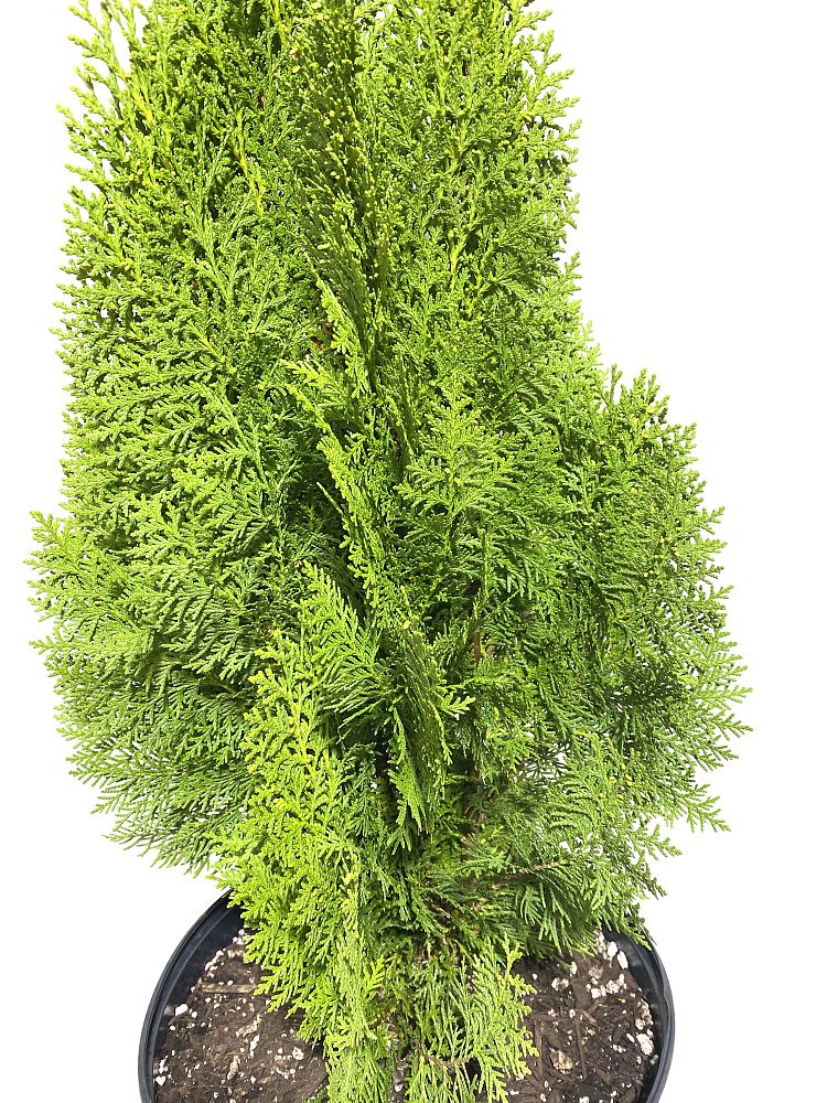 thuja-occidentalis-yellow-ribbon-arborvitae-false-white-cedar