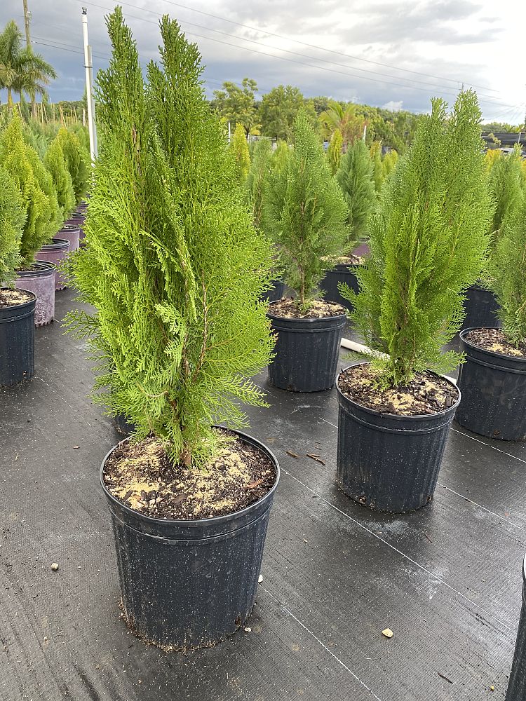 thuja-occidentalis-yellow-ribbon-arborvitae-false-white-cedar
