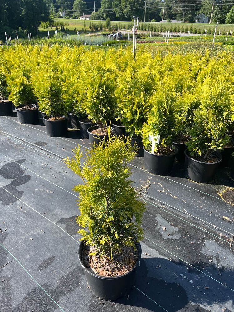thuja-occidentalis-yellow-ribbon-arborvitae-false-white-cedar