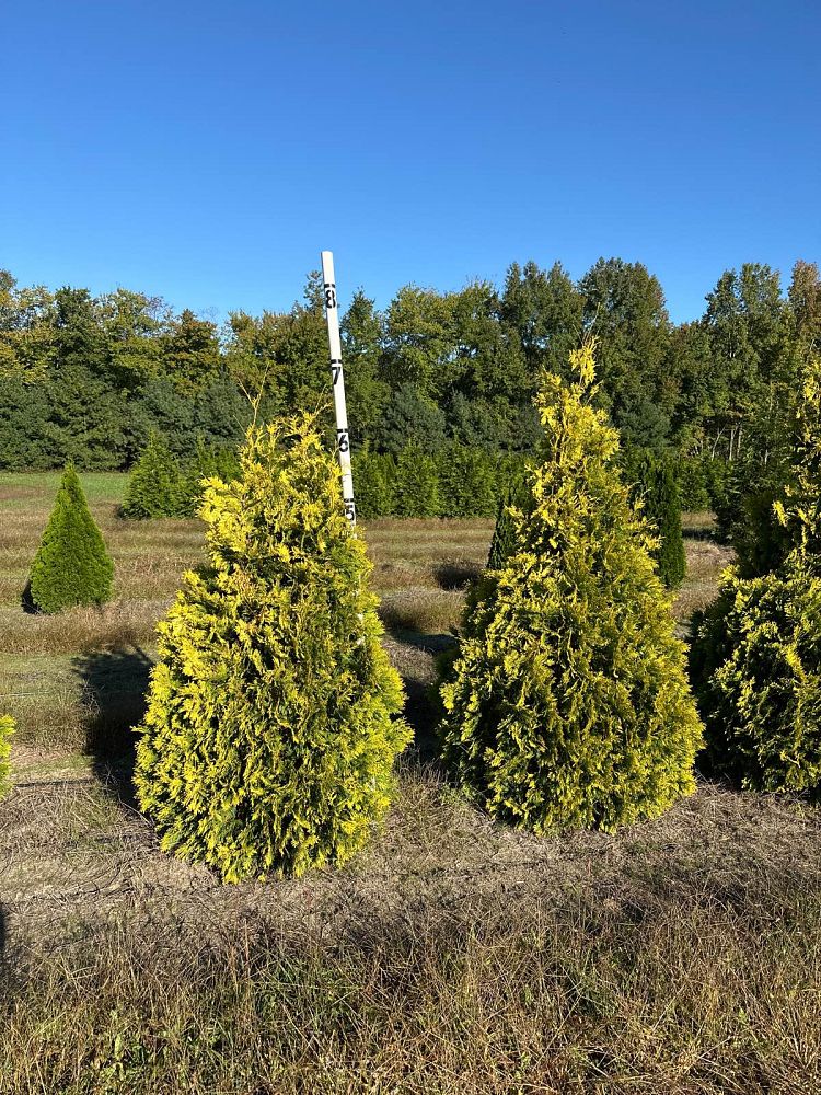 thuja-occidentalis-yellow-ribbon-arborvitae-false-white-cedar