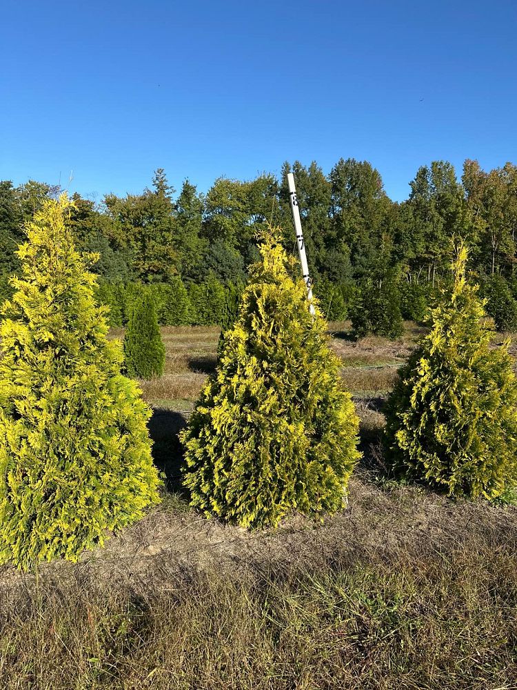 thuja-occidentalis-yellow-ribbon-arborvitae-false-white-cedar