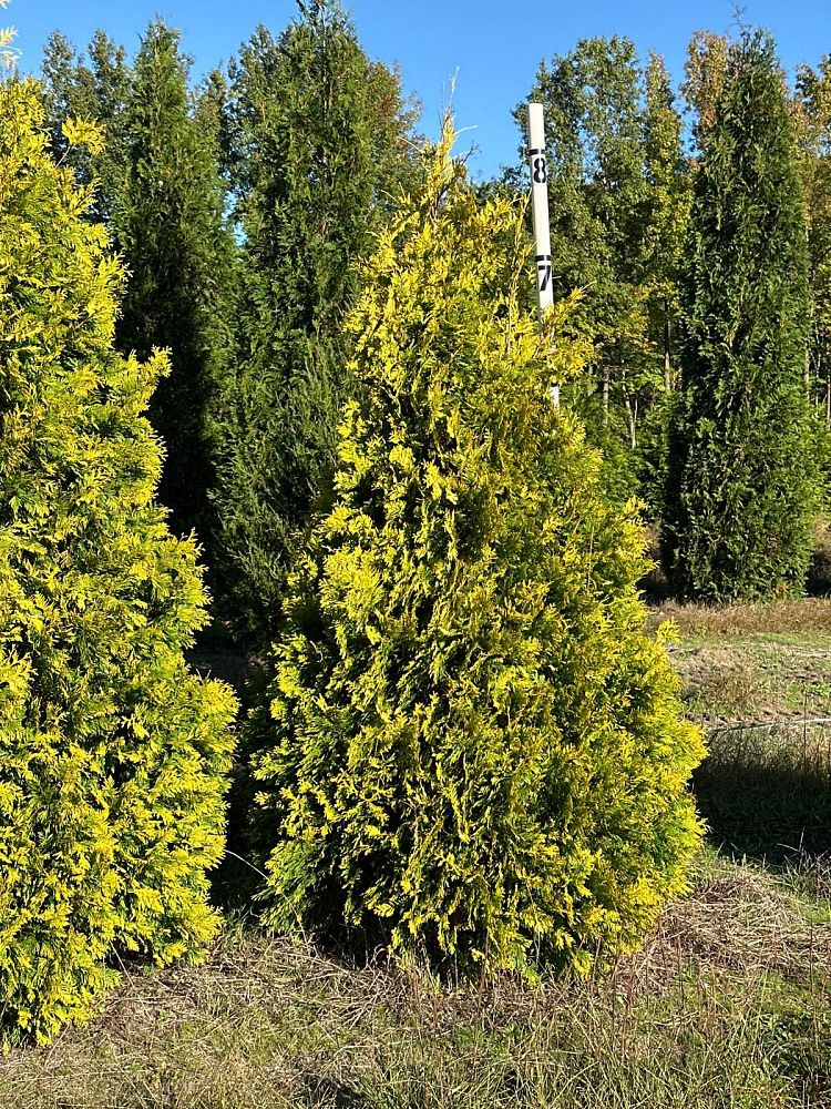 thuja-occidentalis-yellow-ribbon-arborvitae-false-white-cedar
