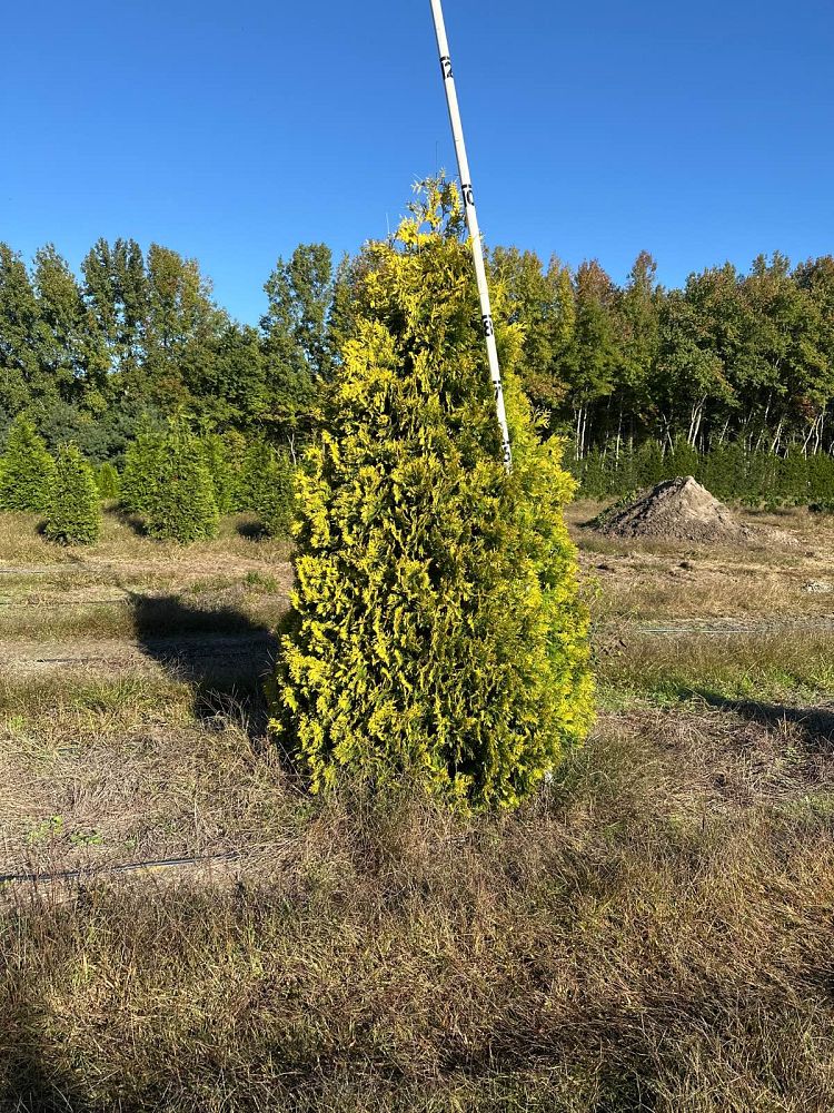 thuja-occidentalis-yellow-ribbon-arborvitae-false-white-cedar