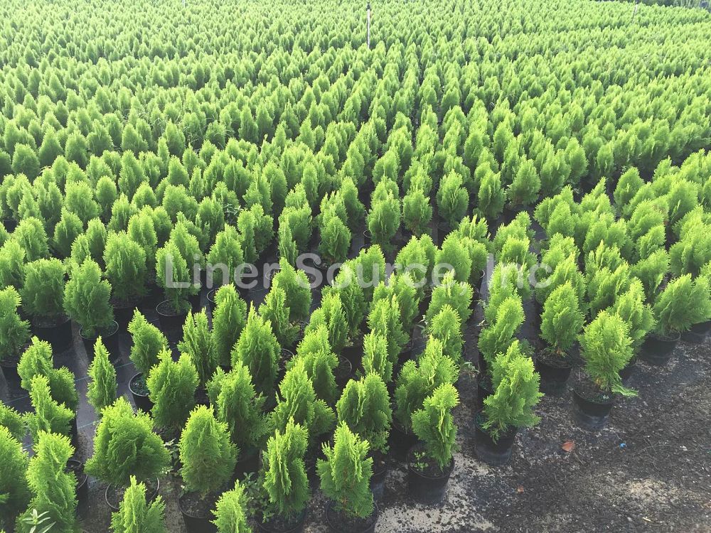 thuja-orientalis-berkman-s-golden-oriental-arborvitae-platycladus-orientalis