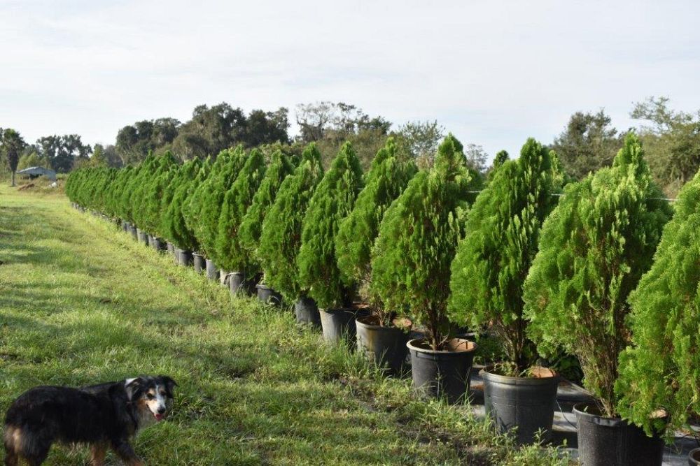 thuja-orientalis-berkman-s-golden-oriental-arborvitae-platycladus-orientalis