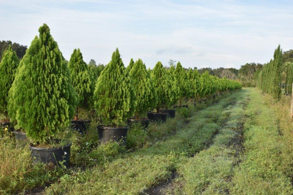 thuja-orientalis-berkman-s-golden-oriental-arborvitae-platycladus-orientalis
