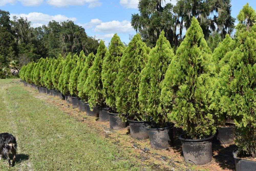 thuja-orientalis-berkman-s-golden-oriental-arborvitae-platycladus-orientalis