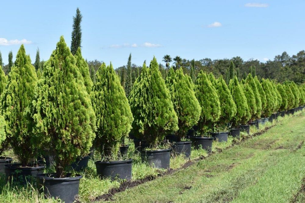 thuja-orientalis-berkman-s-golden-oriental-arborvitae-platycladus-orientalis